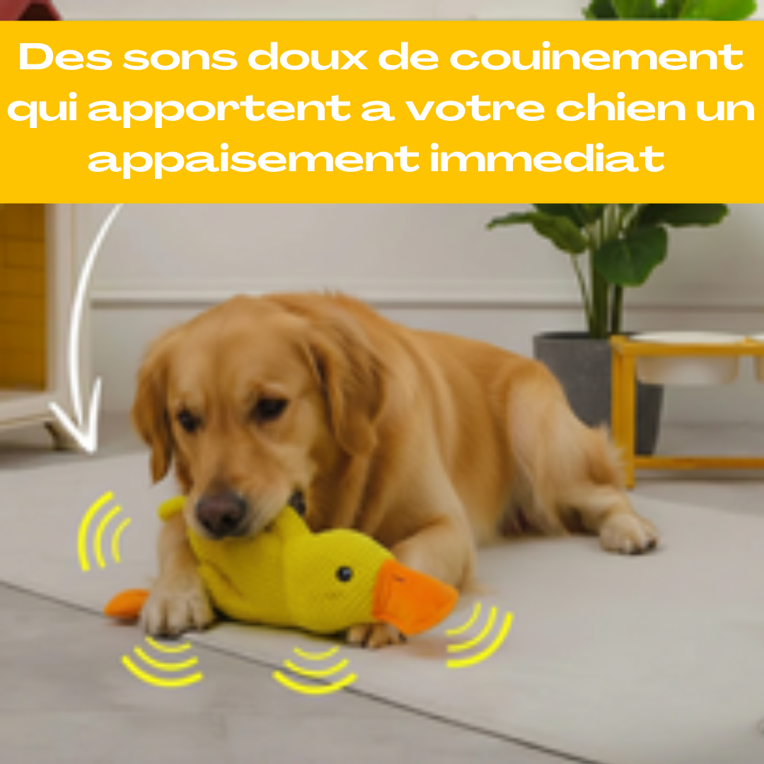 Le Couinard - Canard anti-stress