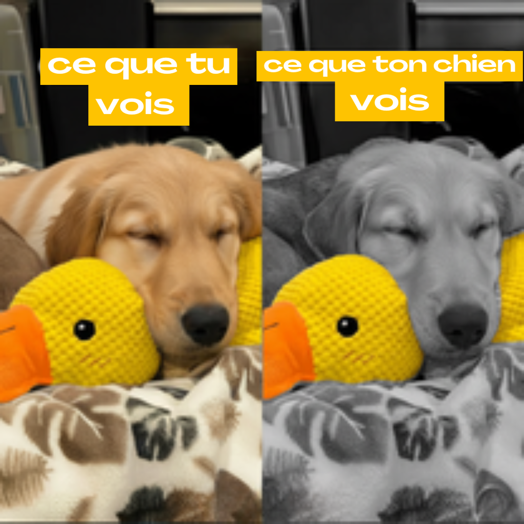 Le Couinard - Canard anti-stress