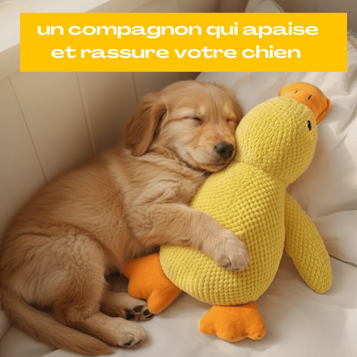 Le Couinard - Canard anti-stress